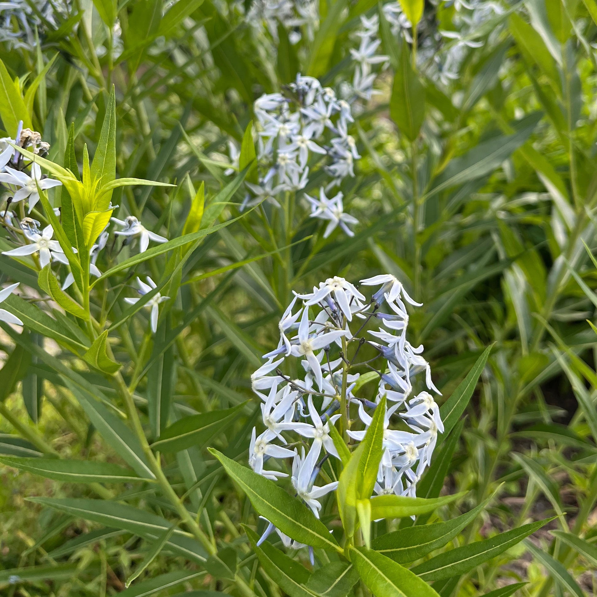 Blausternbusch - Amsonia tabernaemontana var. salicifolia - Bakker