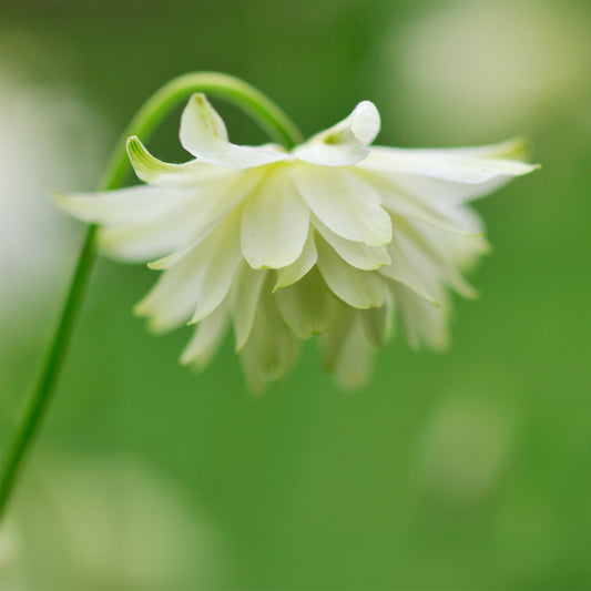 Kurzspornige Akelei Green Apples - Bakker