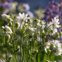 Kurzspornige Akelei Green Apples - Aquilegia vulgaris stellata Green Apples - Bakker