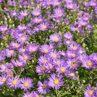 Aster amellus veilchenkönigin - Sommer-Aster 'Veilchenkönigin' - Astern