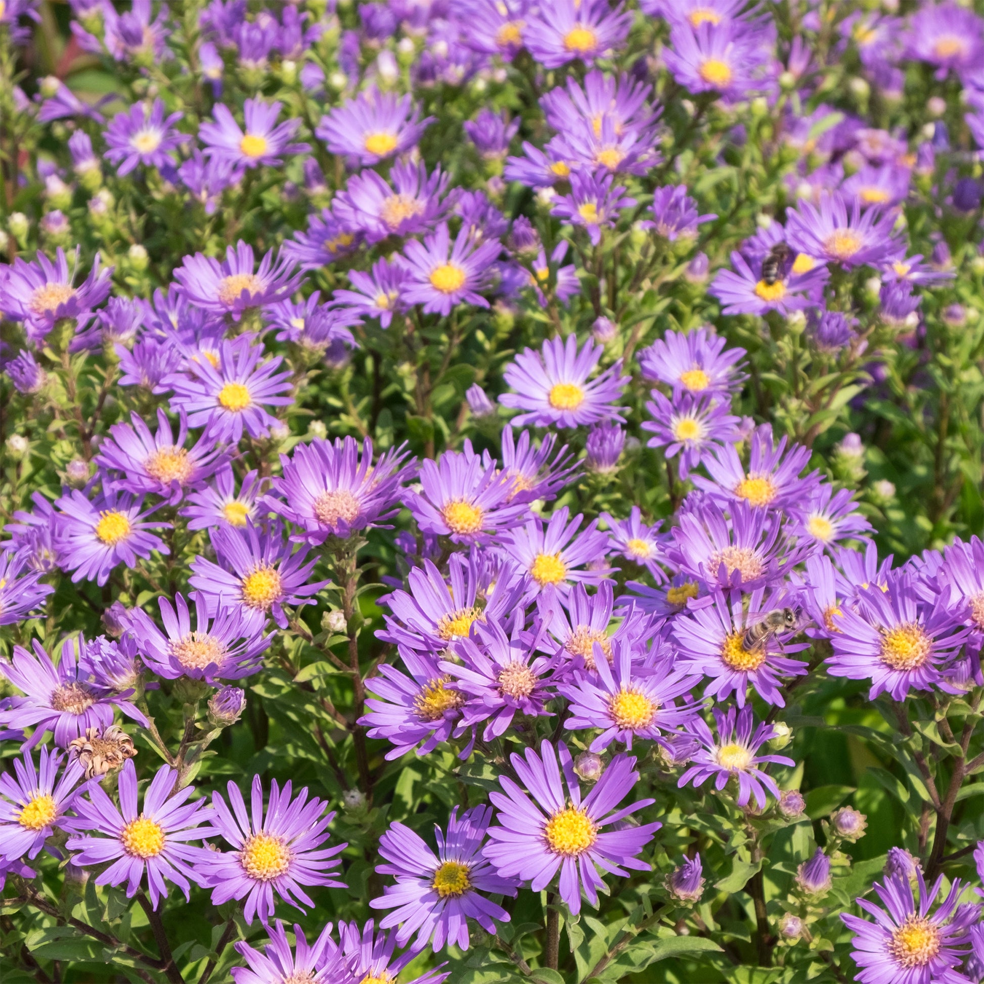 Aster amellus veilchenkönigin - Sommer-Aster 'Veilchenkönigin' - Astern