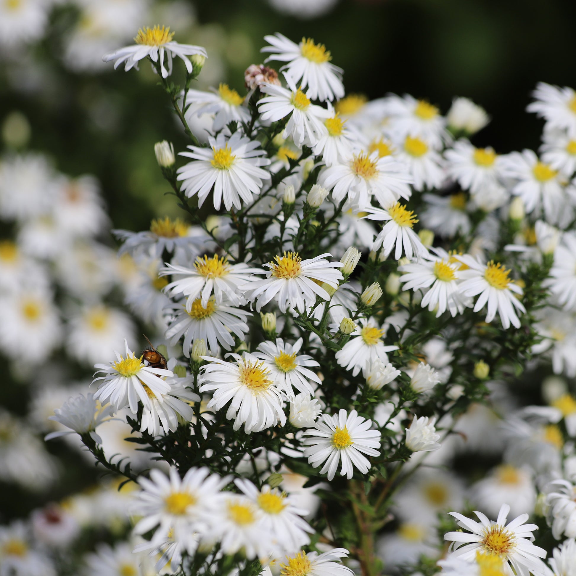 Kissen-Aster Snow Sprite - Aster dumosus schneekissen - Bakker