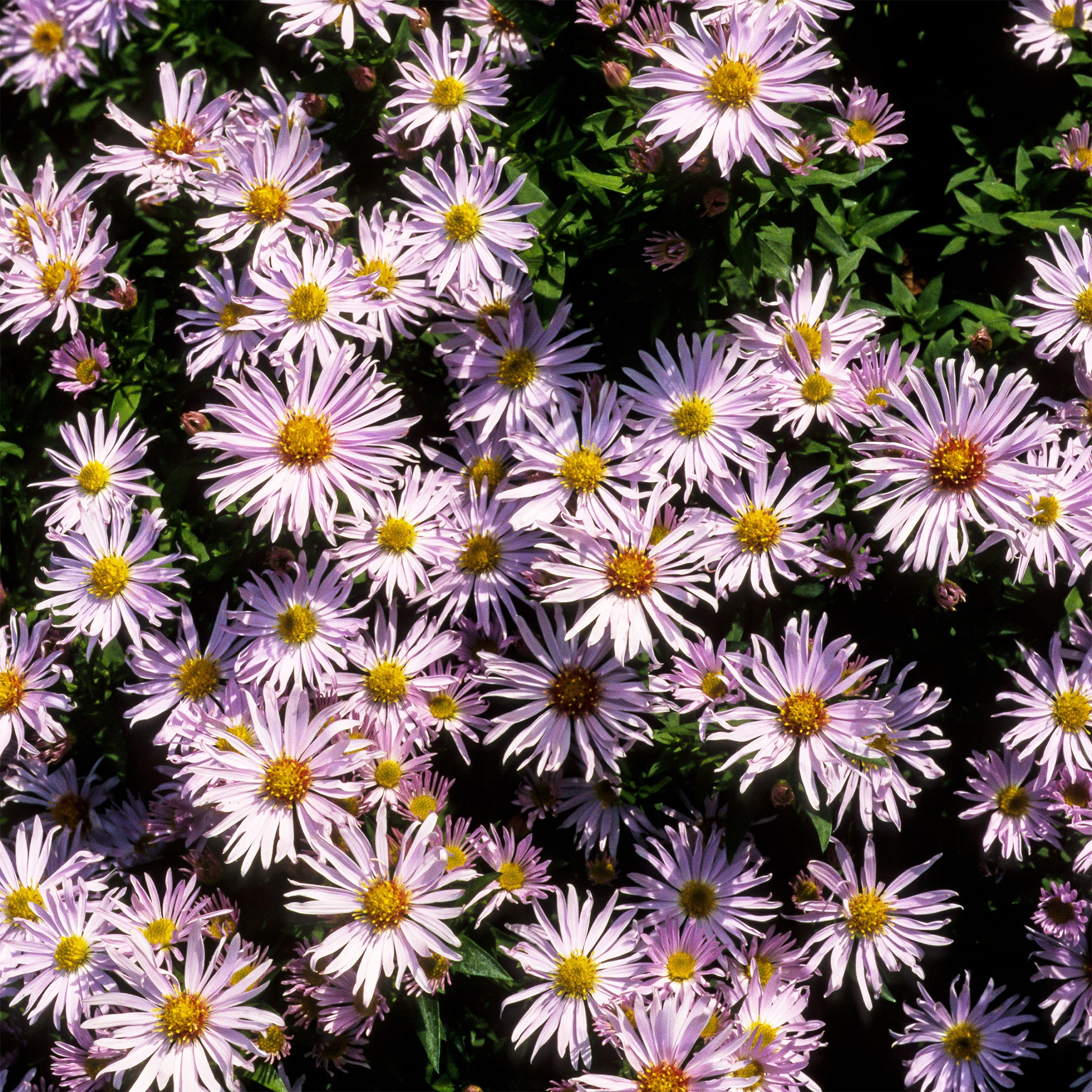 Kissen-Aster 'Silberblaukissen' - Bakker