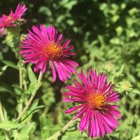 Raublatt Aster Septemberrubin - Aster novae-angliae septemberrubin - Bakker