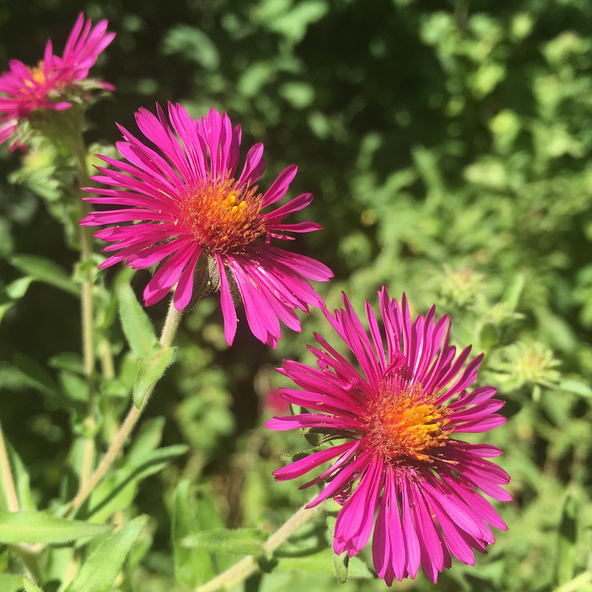 Raublatt Aster Septemberrubin - Aster novae-angliae septemberrubin - Bakker