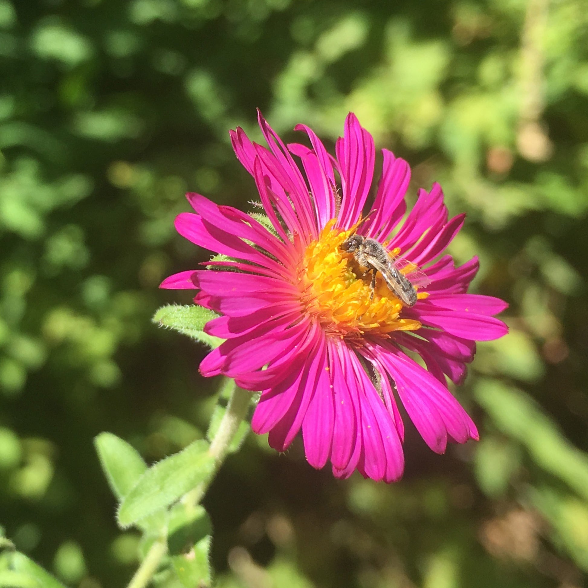 Raublatt Aster Septemberrubin - Bakker