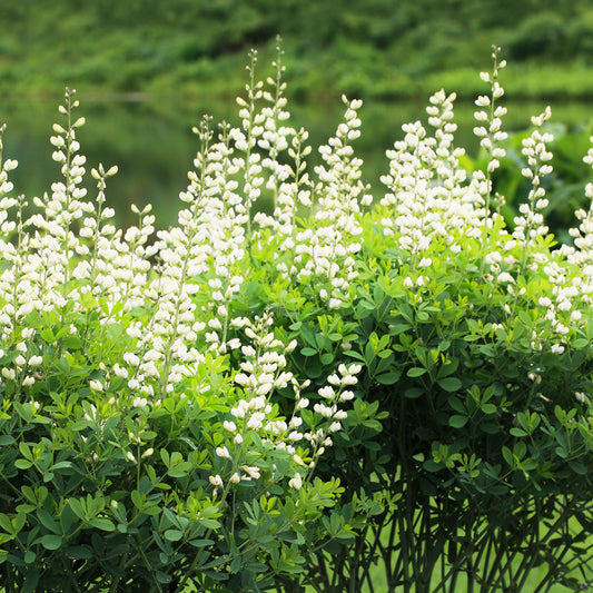 Färberhülse Alba - Bakker
