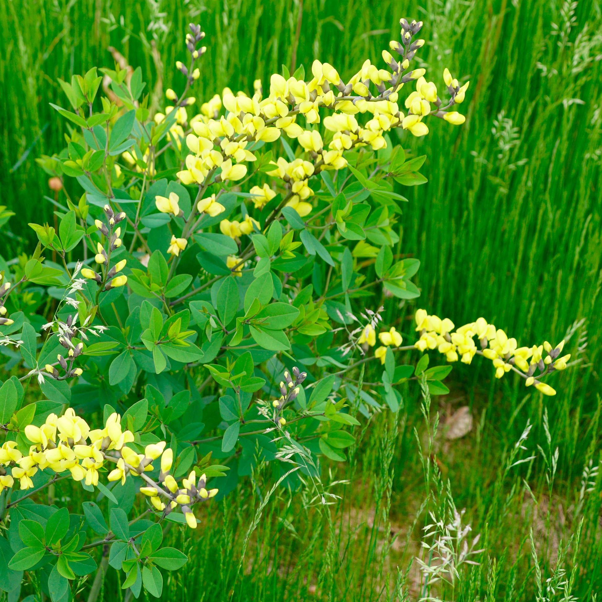 Blaue Färberhülse Decadence Lemon Meringue - Baptisia Lemon Meringue - Bakker