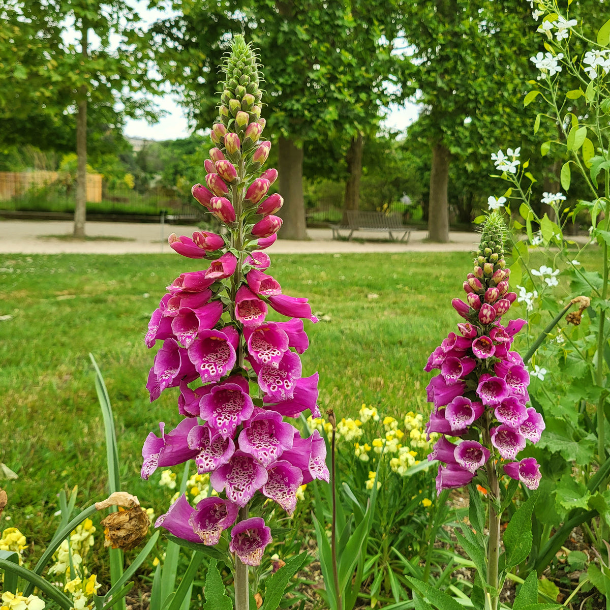 Nektarspendende Pflanzen - Roter Fingerhut - Digitalis purpurea