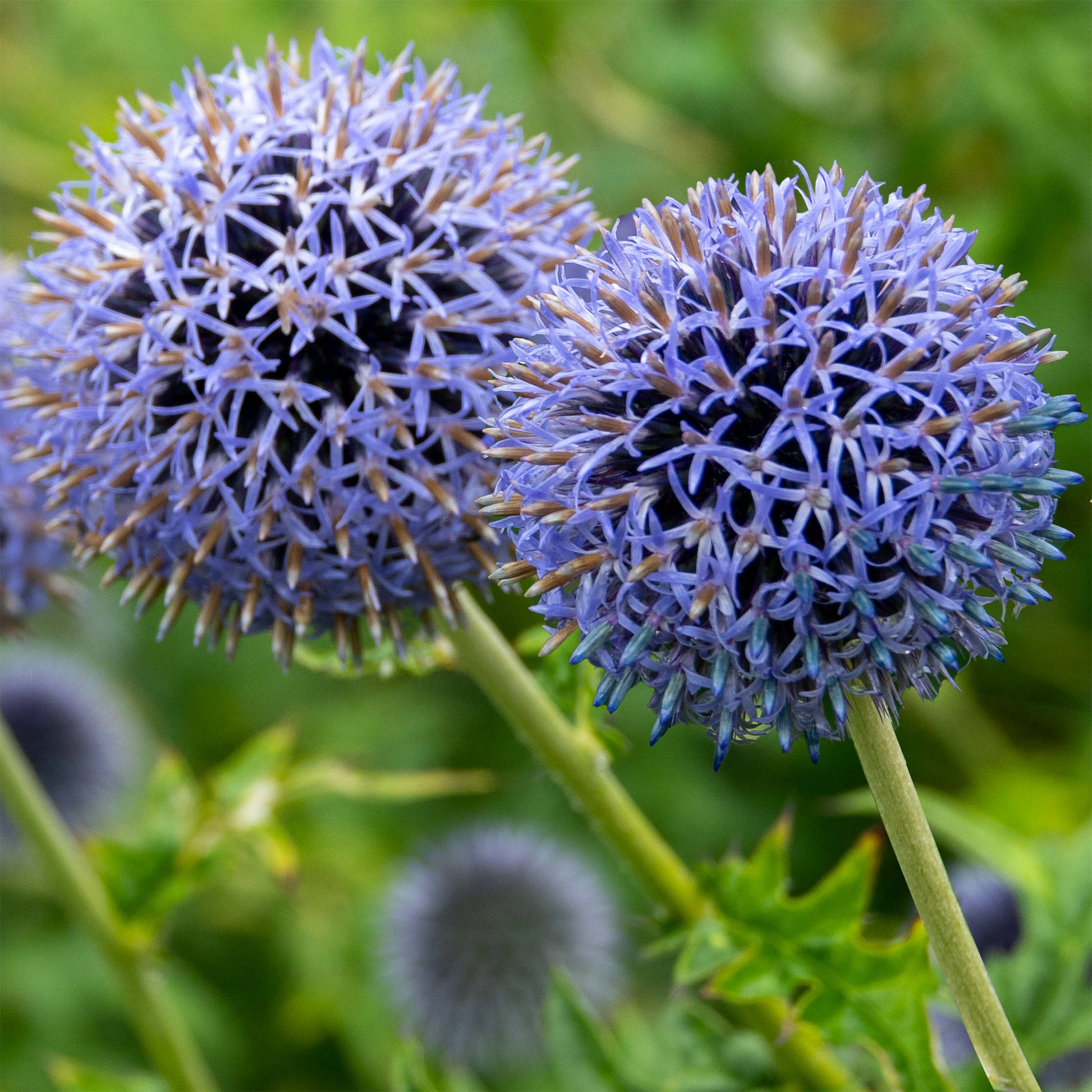 Stauden - Kugeldistel Blue Globe - Echinops bannaticus blue globe