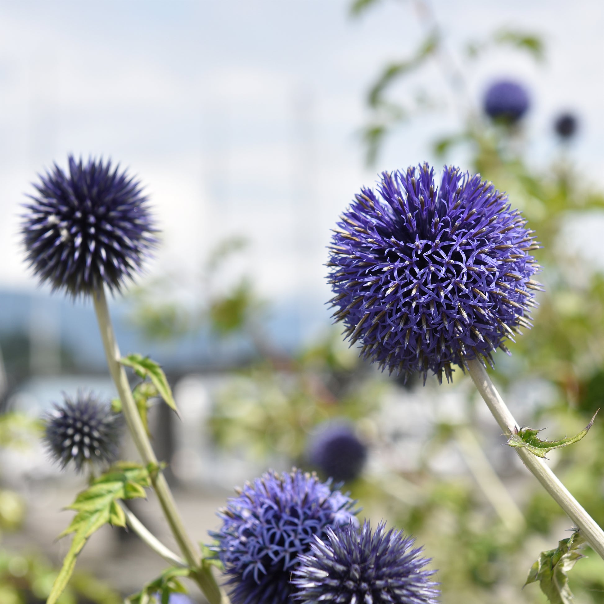 Verkauf Kugeldistel Blue Globe - Echinops bannaticus blue globe