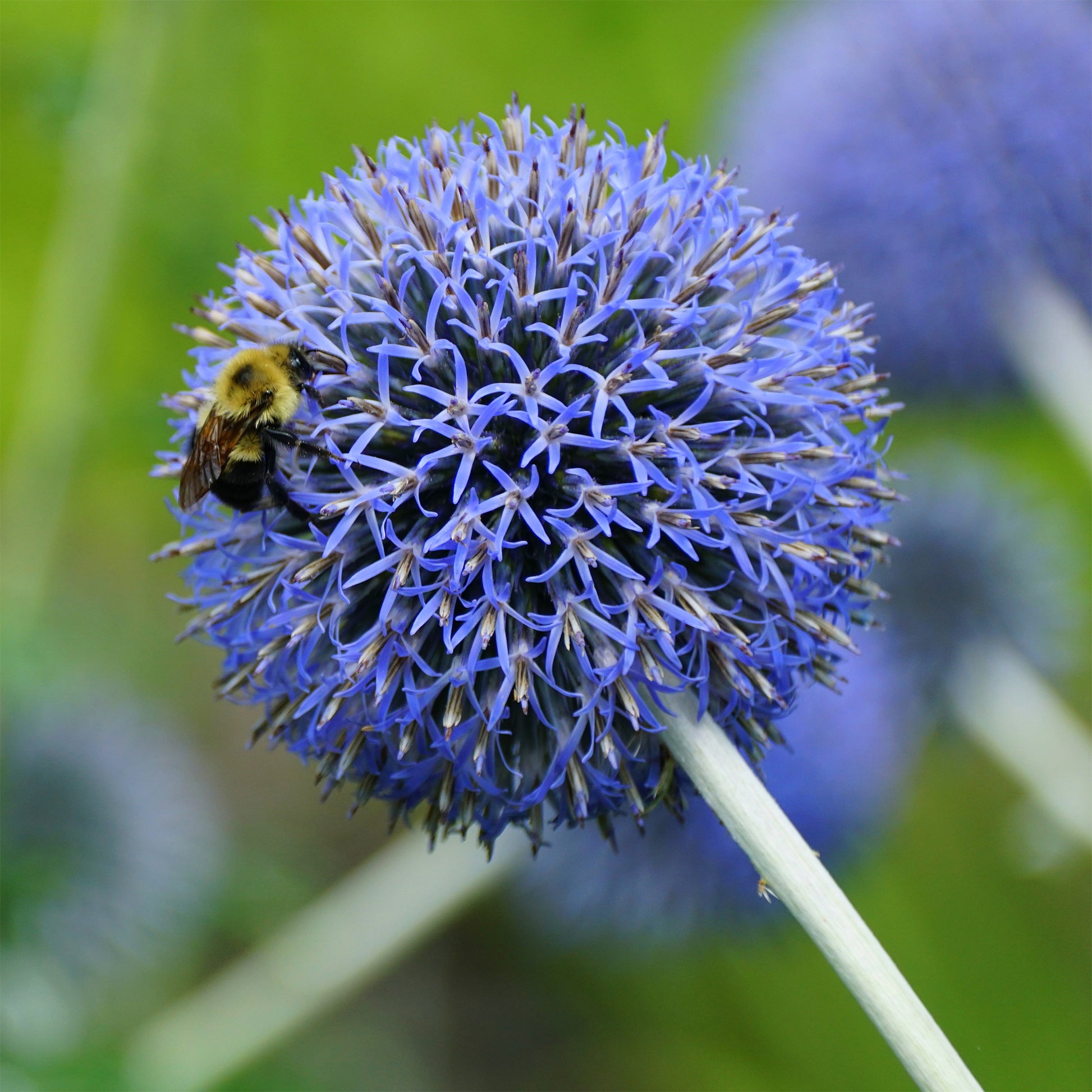 Kugeldistel Blue Globe - Echinops bannaticus blue globe - Bakker