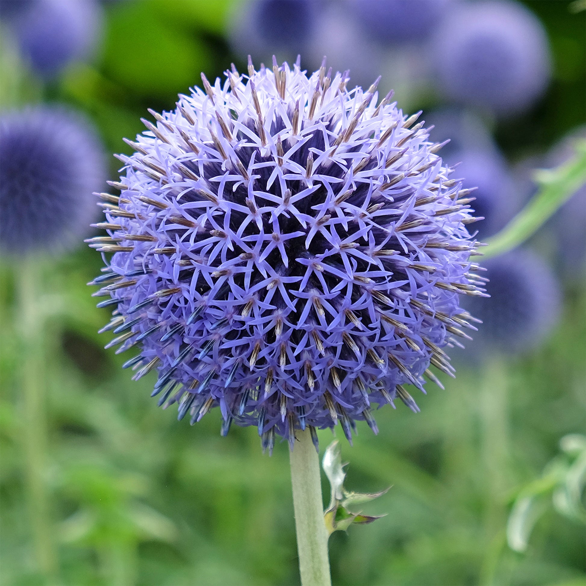 Verkauf Kugeldistel Blue Globe
