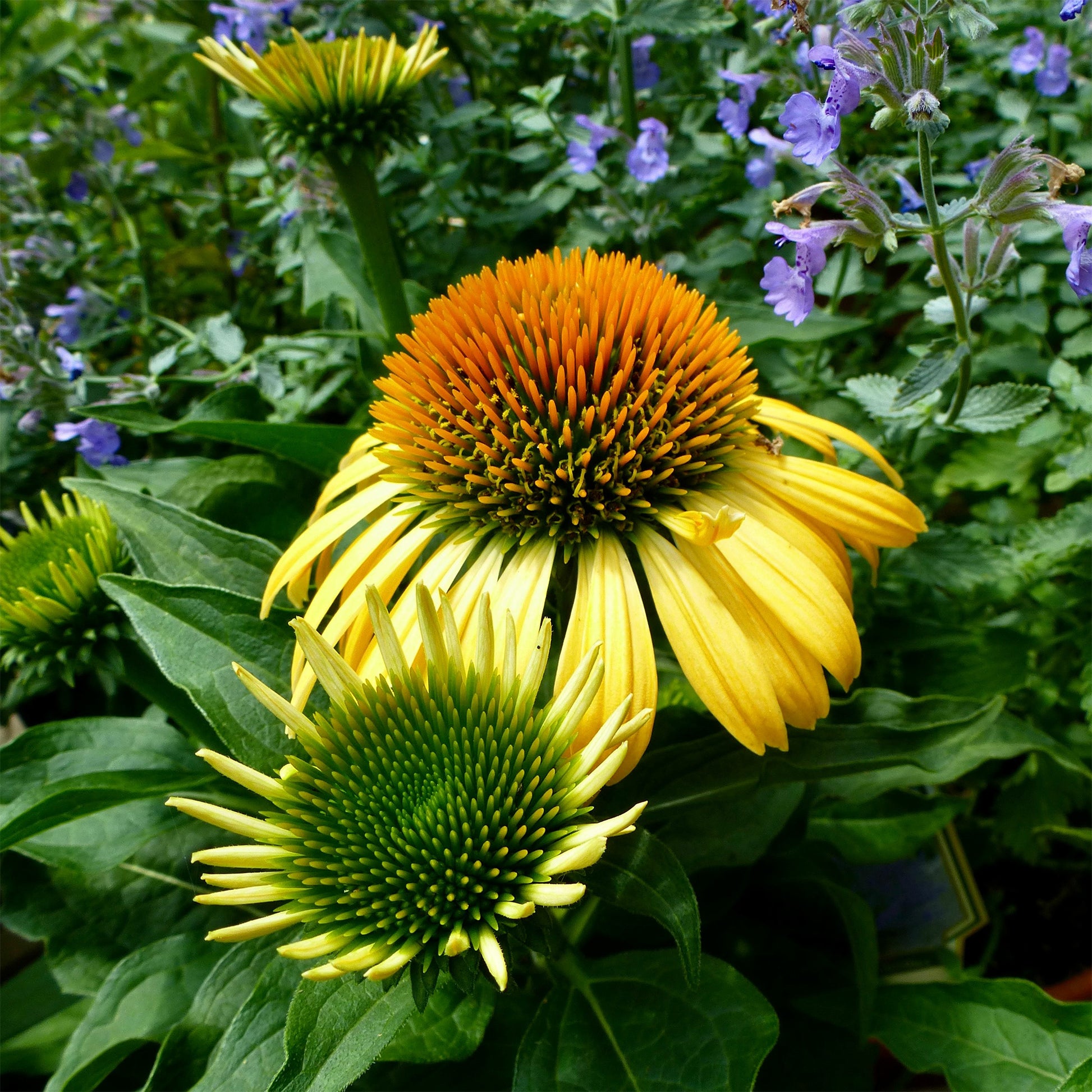 Sonnenhut 'Harvest Moon' - Echinacea purpurea ruby giant - Bakker