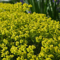 Zypressen-Wolfsmilch - Euphorbia cyparissias - Bakker