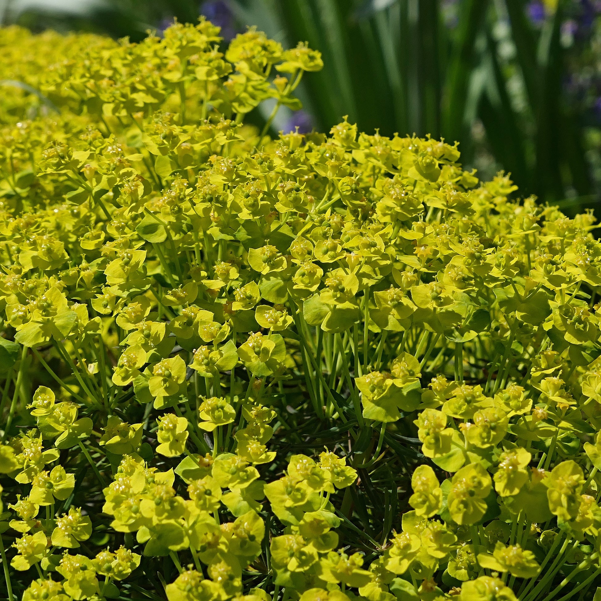 Zypressen-Wolfsmilch - Euphorbia cyparissias - Bakker