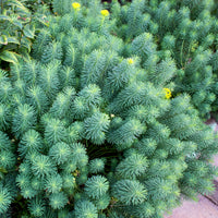 Euphorbia cyparissias - Zypressen-Wolfsmilch - Wolfsmilch  