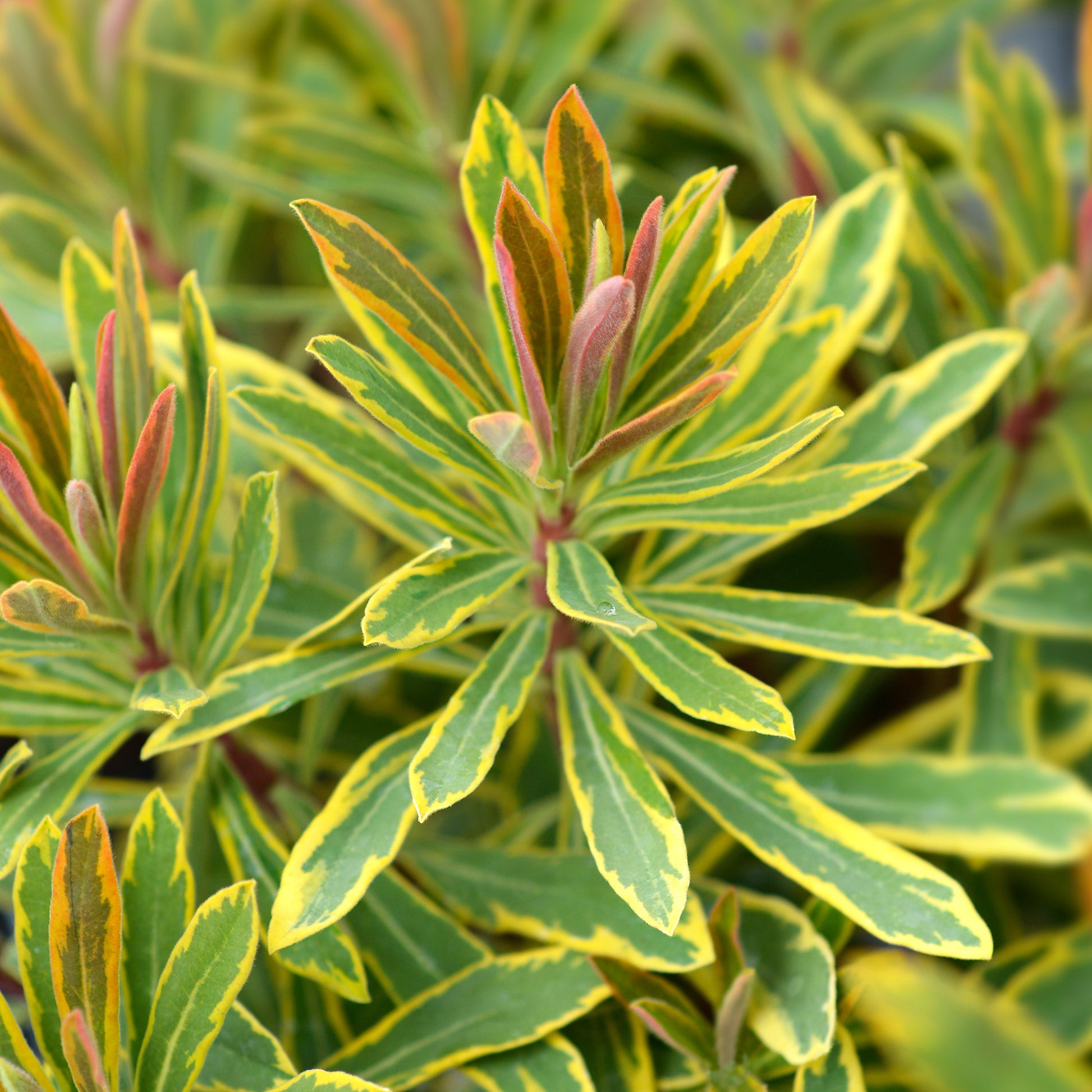 Garten-Wolfsmilch 'Ascot Rainbow' - Bakker