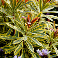 Garten-Wolfsmilch 'Ascot Rainbow' - Euphorbia ascot rainbow - Bakker