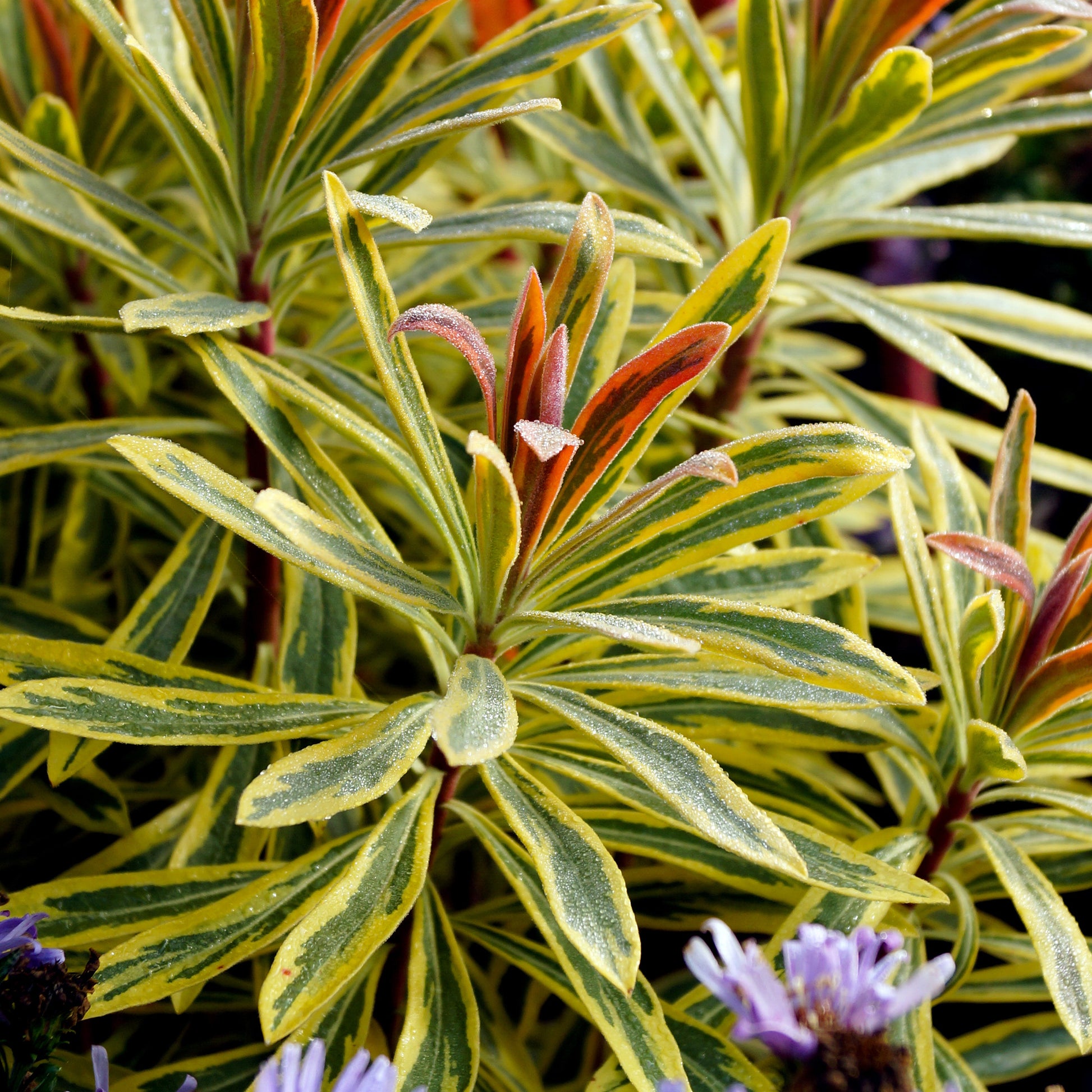 Garten-Wolfsmilch 'Ascot Rainbow' - Euphorbia ascot rainbow - Bakker