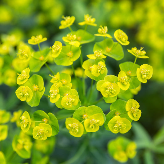 Ruten-Wolfsmilch Betten - Bakker