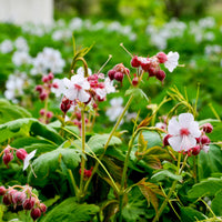 Balkan-Geranium Spessart - Geranium macrorrhizum spessart - Bakker