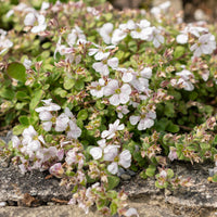 Himalaya-Schleierkraut - Gypsophila - Bakker