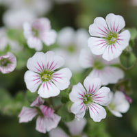 Gypsophila - Himalaya-Schleierkraut - Gypsophila cerastioides