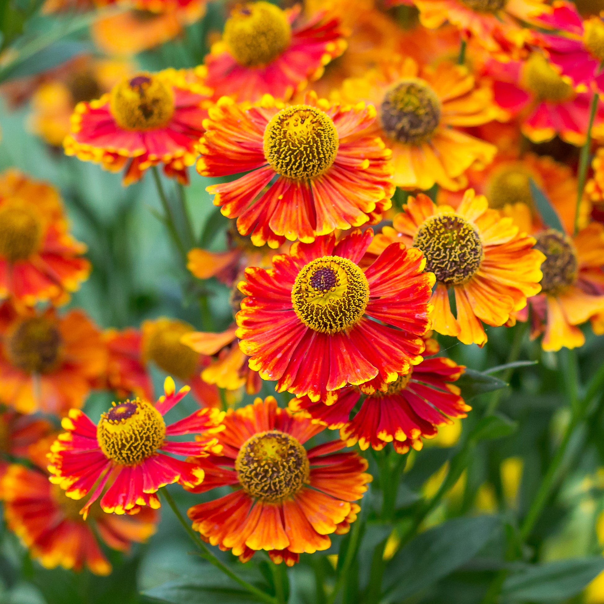 Sonnenbraut 'Poncho' - Helenium poncho - Bakker