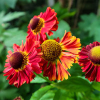 Helenium red jewel - Sonnenbraut 'Red Jewel' - Helenium