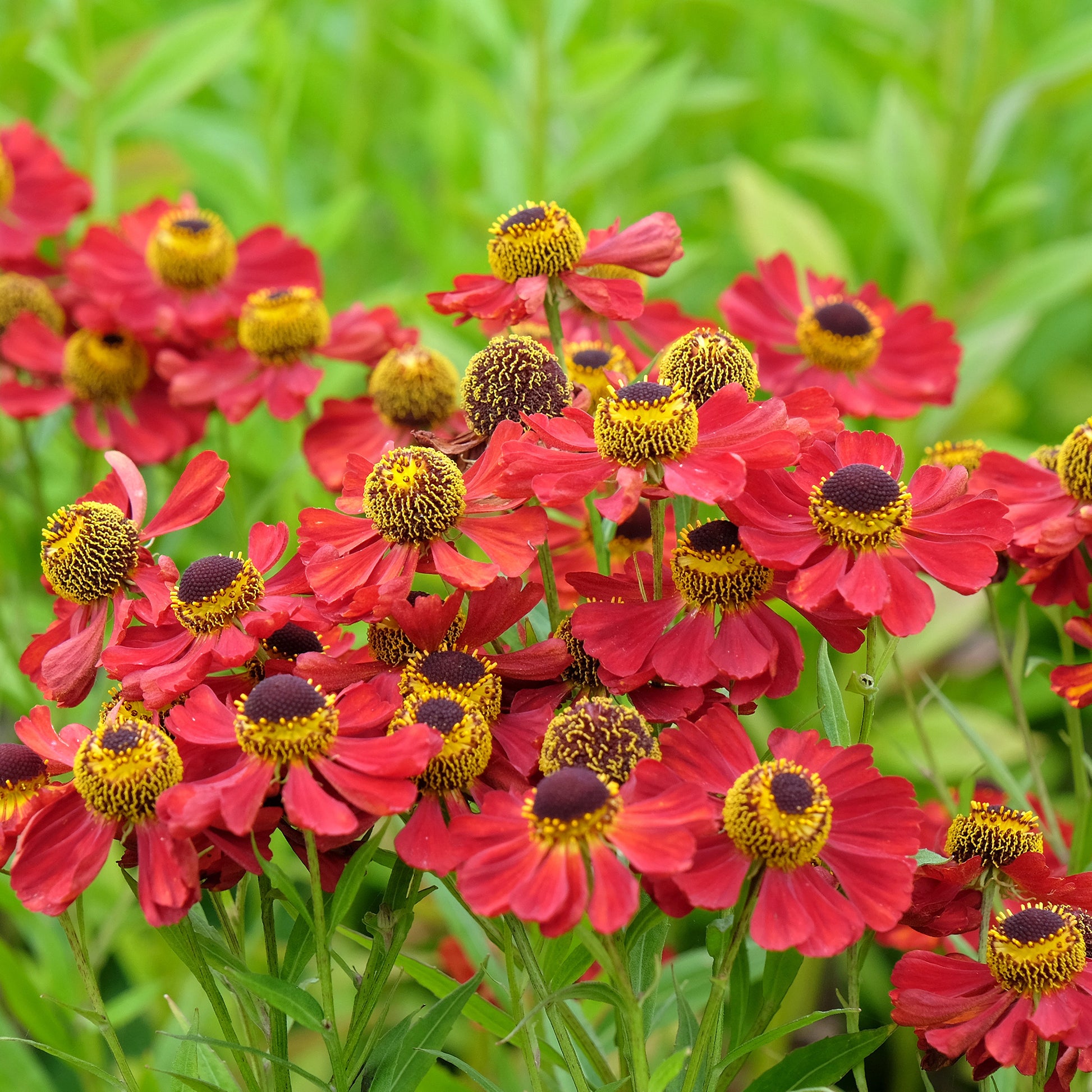 Sonnenbraut 'Red Jewel' - Bakker