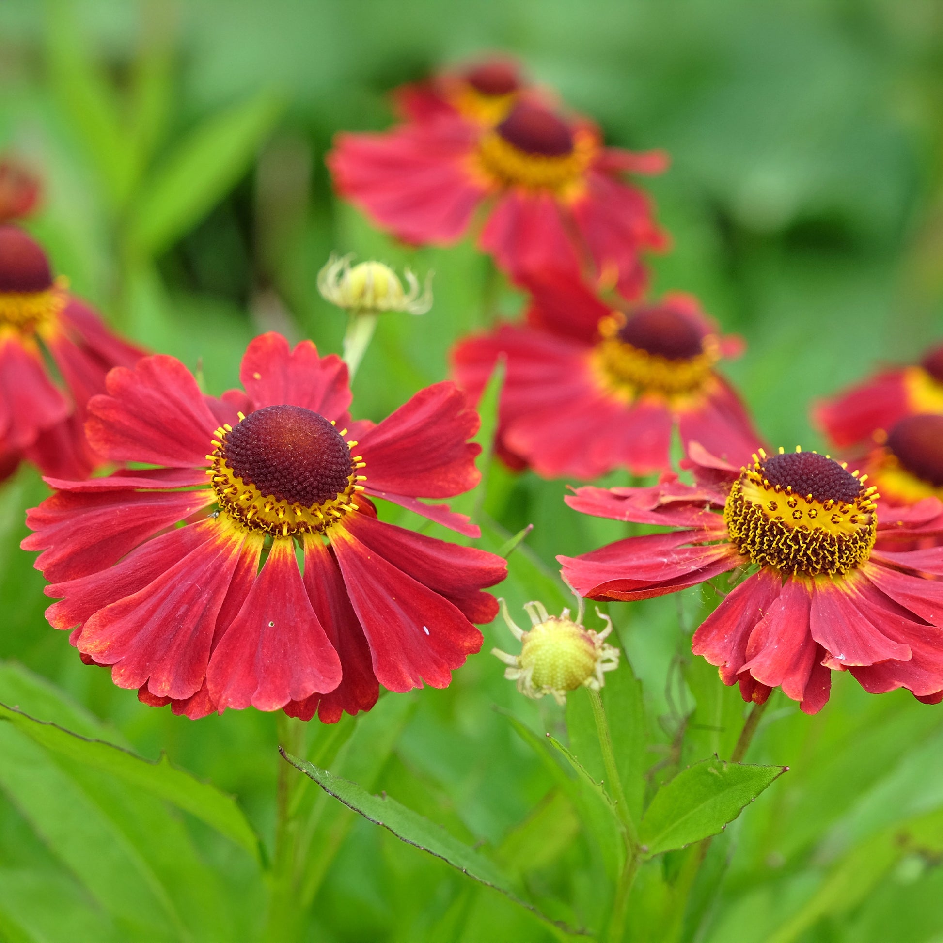 Sonnenbraut 'Red Jewel' - Helenium red jewel - Bakker