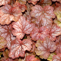 Purpurglöckchen Georgia Peach - Heuchera georgia peach - Bakker