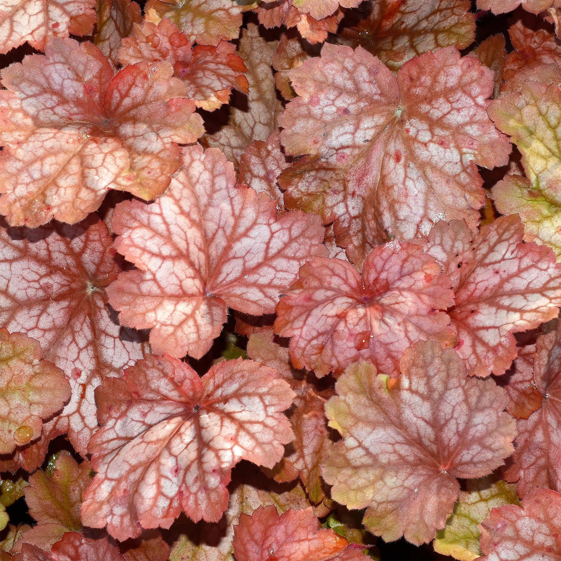 Purpurglöckchen Georgia Peach - Heuchera georgia peach - Bakker