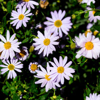 Schönaster - Kalimeris incisa - Bakker