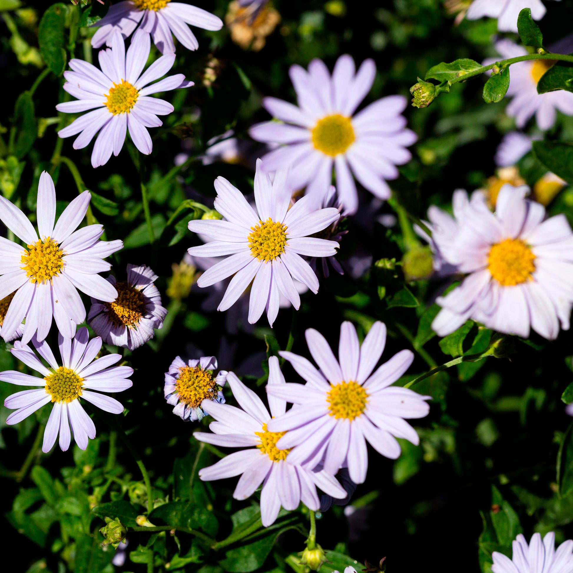 Schönaster - Kalimeris incisa - Bakker