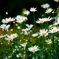 Leucanthemum - Margerite - Wiesen-Margerite - Leucanthemum vulgare