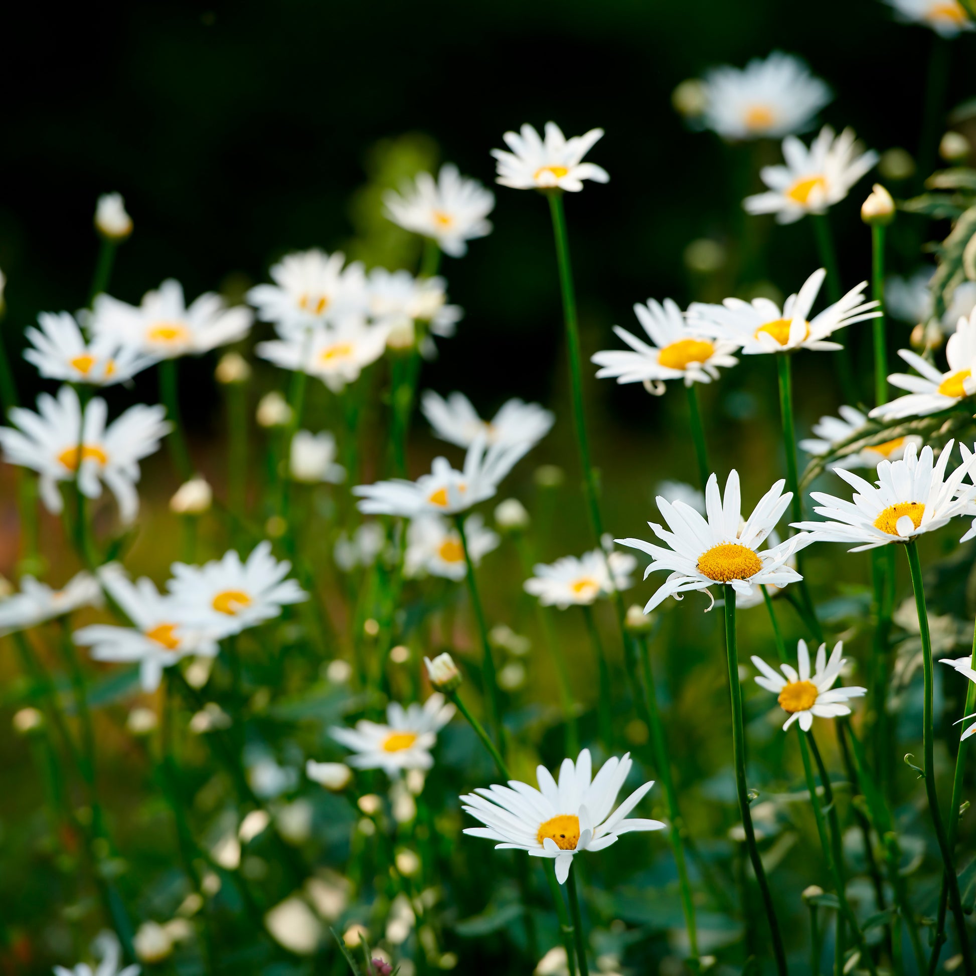 Leucanthemum - Margerite - Wiesen-Margerite - Leucanthemum vulgare