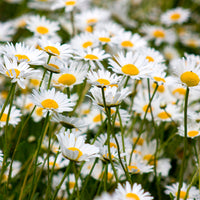 Verkauf Wiesen-Margerite - Leucanthemum vulgare