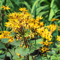 Stern-Goldkolben - Ligularia dentata - Bakker