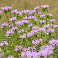 Monarda fistulosa ssp menthifolia - Minzblatt-Bergamotte - Monarde