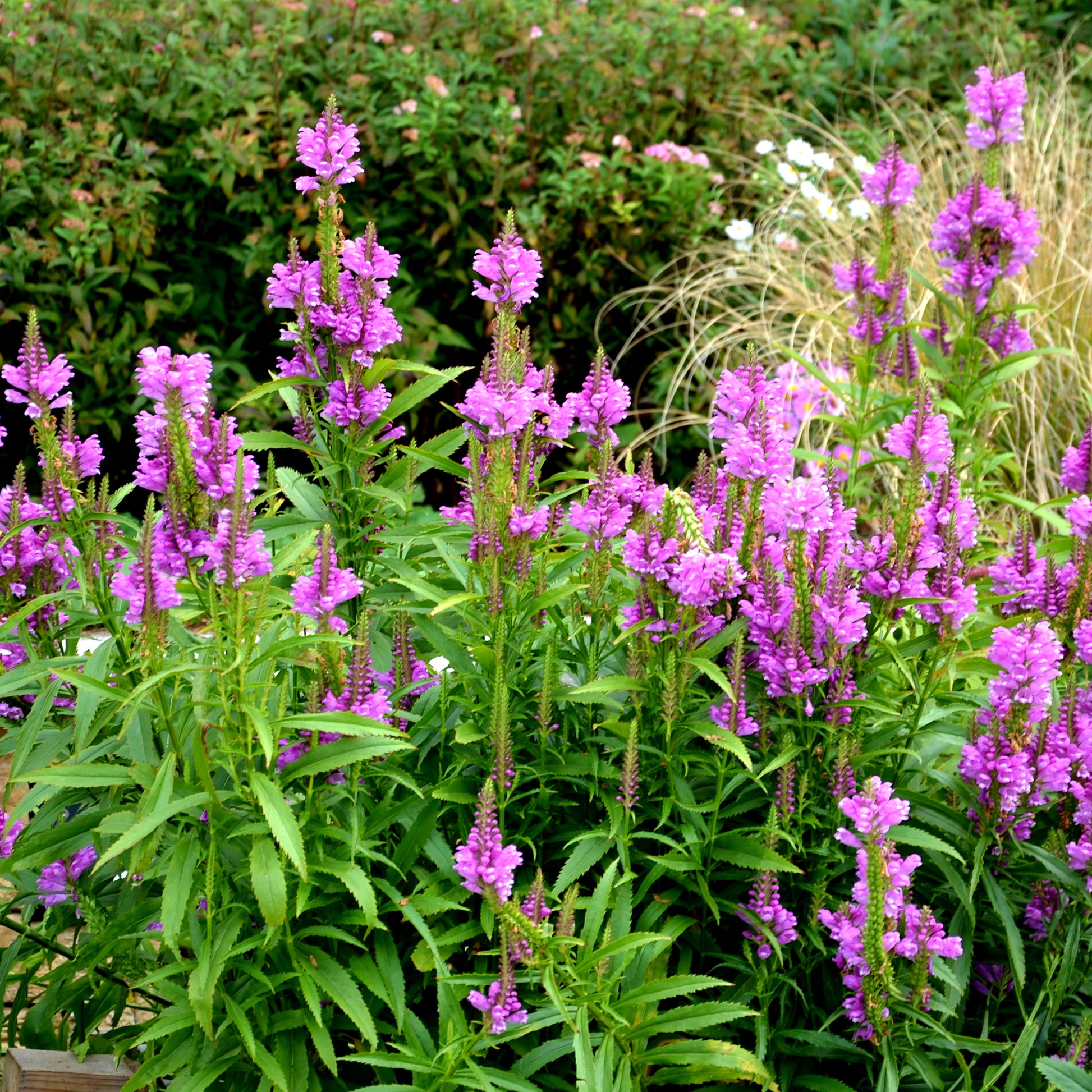 Gelenkblume Vivid - Bakker