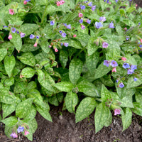 Lungenkraut 'Mrs Moon' - Pulmonaria saccharata mrs moon - Bakker