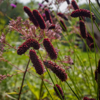 Wiesenknopf - Purpurfarbener Hoher Wiesenknopf - Sanguisorba tenuifolia Purpurea
