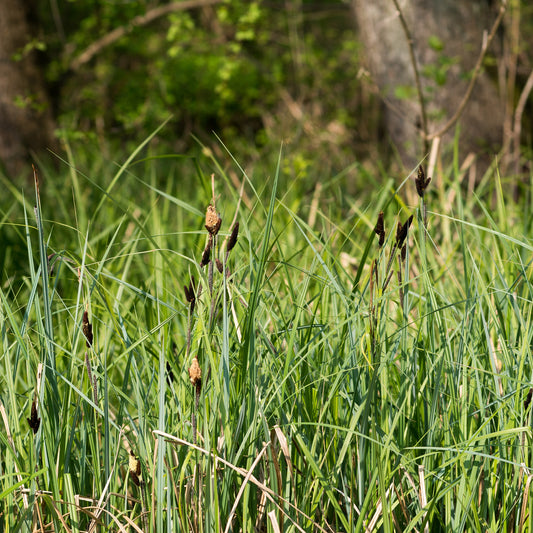 Sumpf-Segge - Bakker