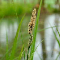 Carex acutiformis - Sumpf-Segge - Sumpfbinse - Carex
