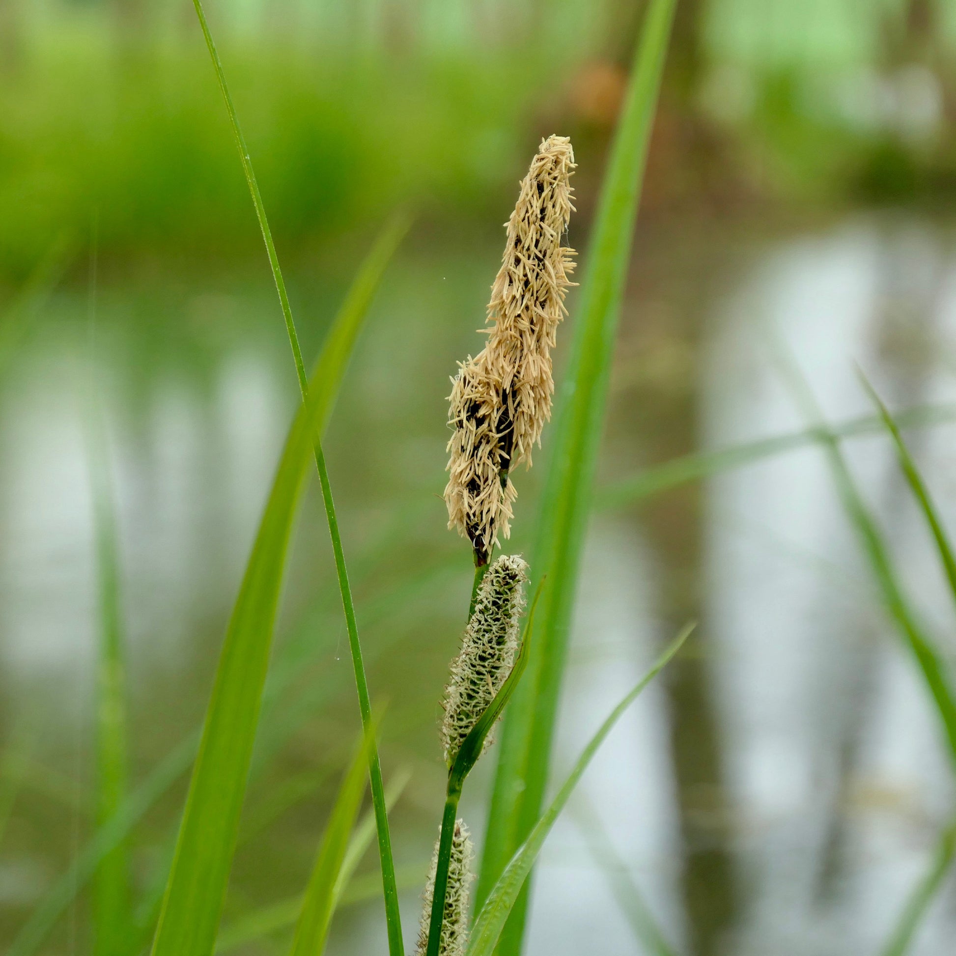 Carex acutiformis - Sumpf-Segge - Sumpfbinse - Carex