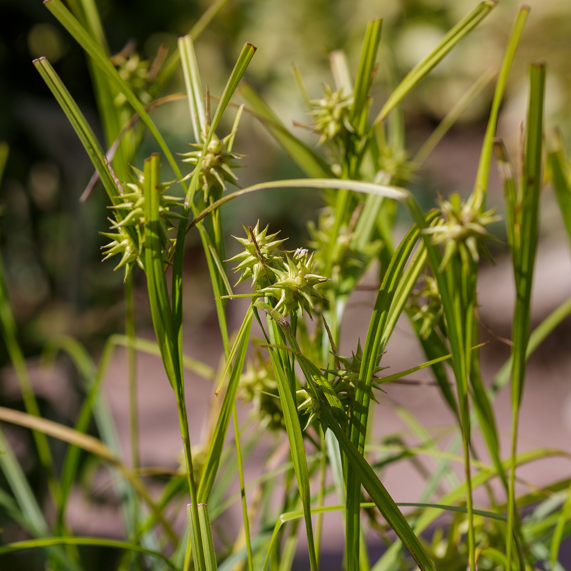 Sumpfbinse - Carex - Keulensegge - Carex grayi