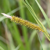 Ufersegge Carex - Carex riparia - Bakker