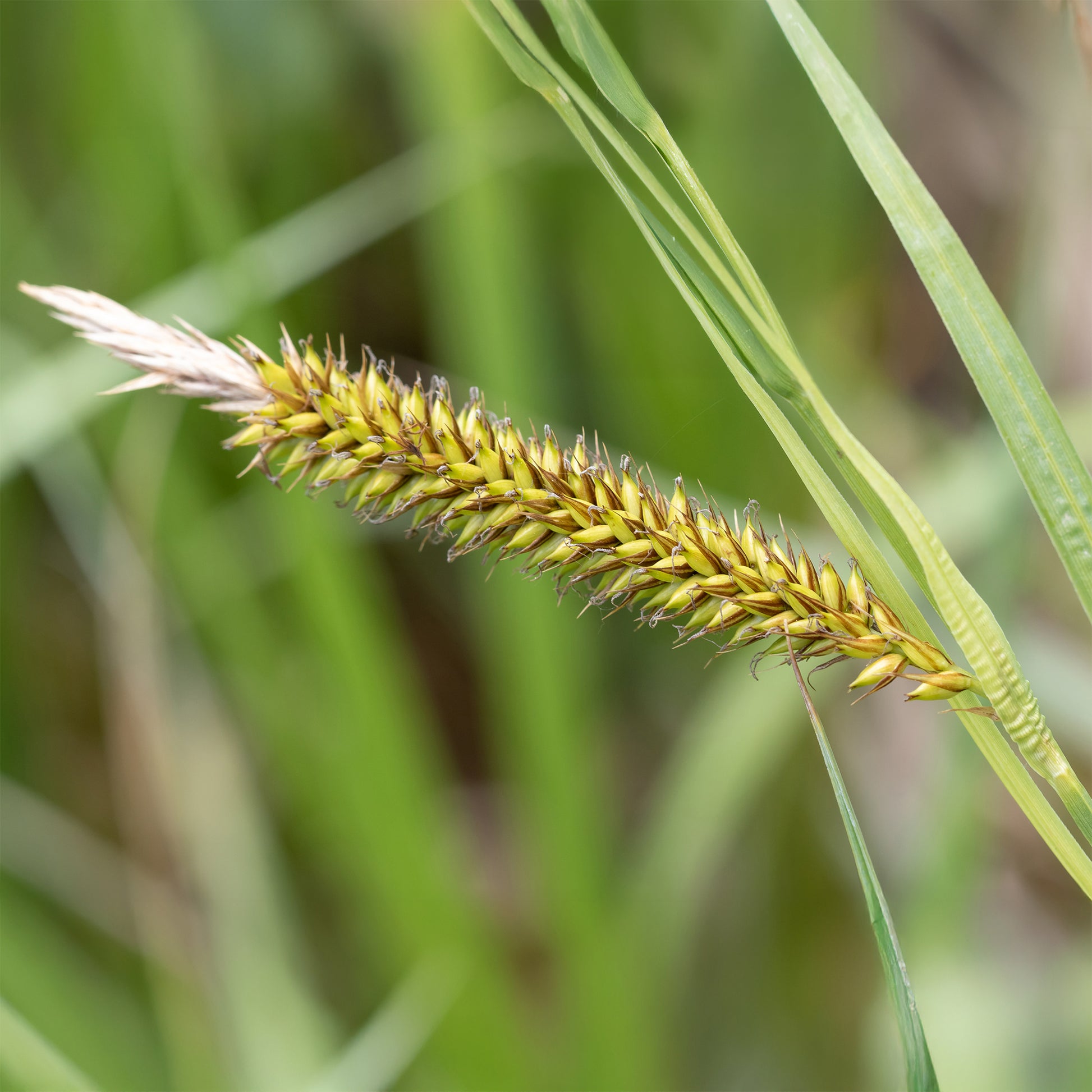 Ufersegge Carex - Carex riparia - Bakker